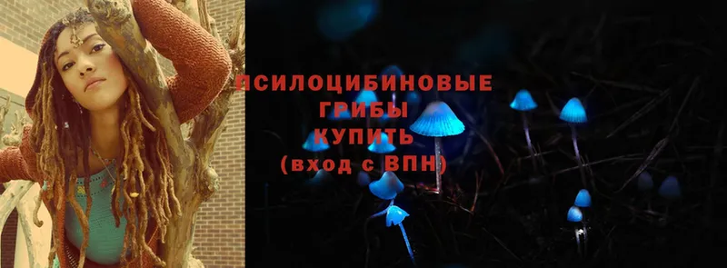 Галлюциногенные грибы Cubensis  наркошоп  Змеиногорск 